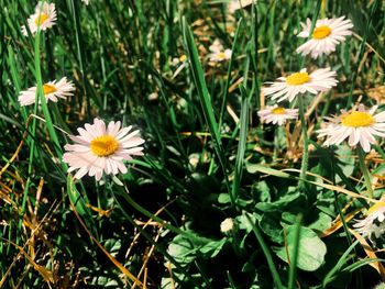 Close-up of flowers blooming outdoors