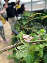 Close-up of pink flowering plant