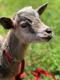 Close-up of an animal on field