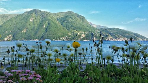 Pink flowers in front of sea