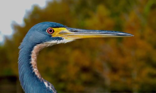 Close-up of gray heron