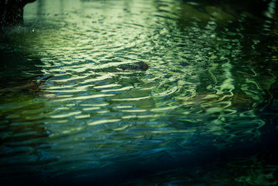 Full frame shot of swimming in lake