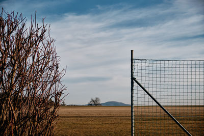 Plants growing on field against sky