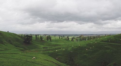 Scenic view of sheep on grassy field against cloudy sky