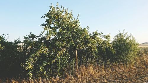 Trees on field against clear sky