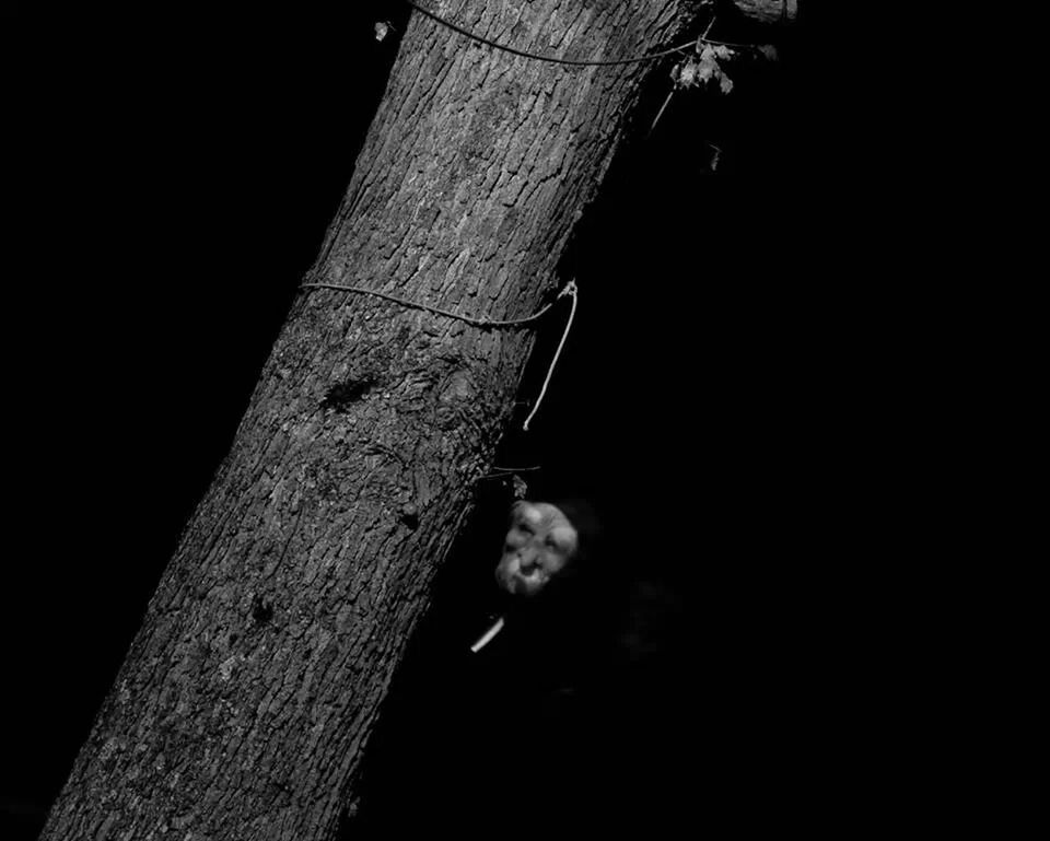 night, close-up, black background, dark, studio shot, copy space, part of, outdoors, nature, leaf, wood - material, no people, sunlight, focus on foreground, shadow, detail, rope, textured, cropped