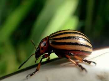 Close-up of insect