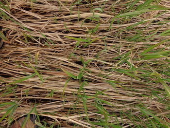View of trees on field