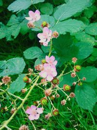 Close-up of pink flowers blooming outdoors