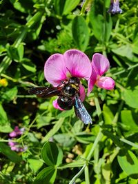 Close-up of bee pollinating on pink flower