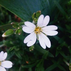 Close-up of white flower blooming outdoors