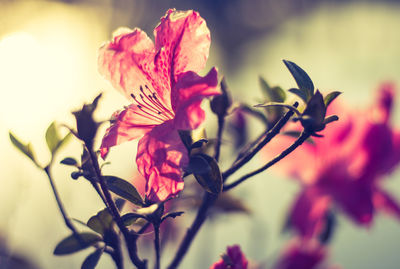 Close-up of flowers blooming outdoors