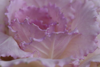 Full frame shot of pink flowering plant