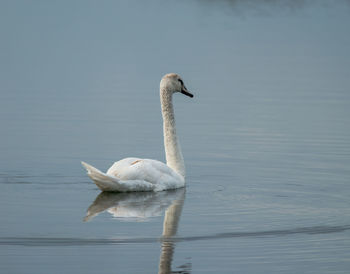 Swan swimming in lake