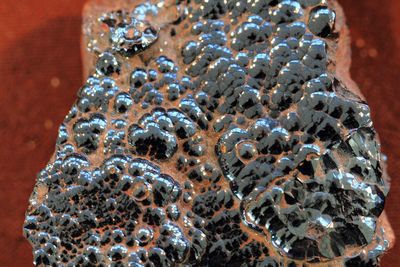 High angle view of starfish on rock