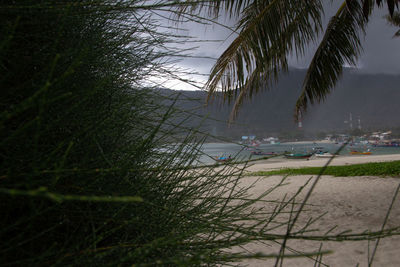 Palm trees on beach