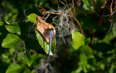 Close-up of butterfly on flower