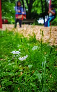 Close-up of flowers blooming on field