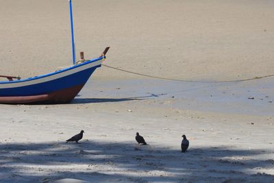 Birds on beach