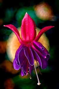 Close-up of flower against blurred background