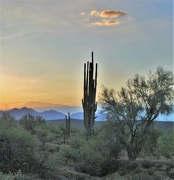 Wooden posts on field against sky during sunset