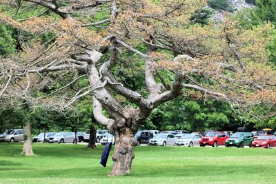 Trees in park