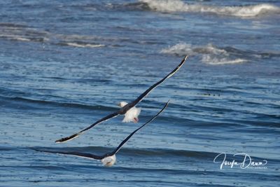 Bird flying over sea