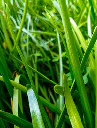 Close-up of wet grass growing on field