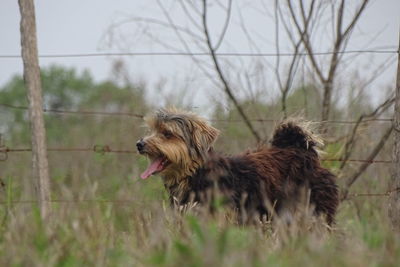 Dog on grassy field