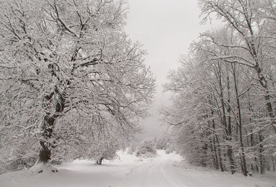 Snow covered land and trees against sky