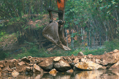 Dead plants hanging on rock by river