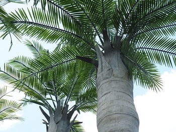 Low angle view of palm tree against sky