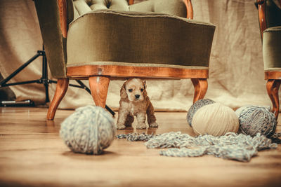 Dog with ball on table at home