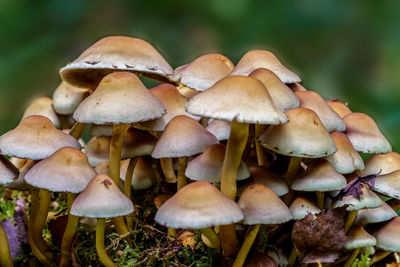 Close-up of fly agaric mushroom