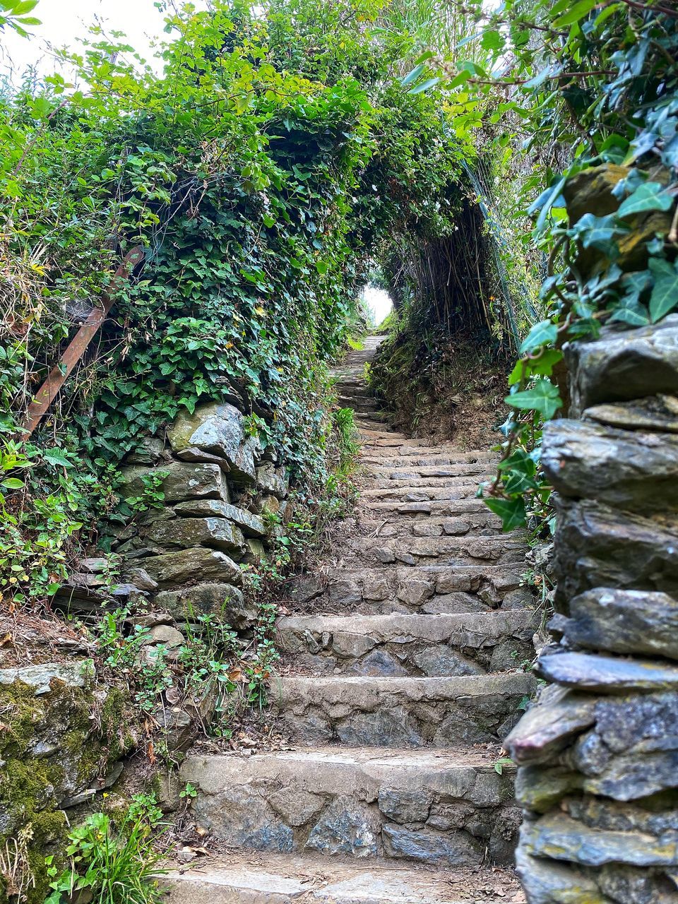 plant, the way forward, staircase, growth, tree, no people, garden, nature, day, steps and staircases, architecture, footpath, green, outdoors, tranquility, rock, woodland, beauty in nature, reef, forest, walkway, stone, land, built structure, stream, trail, tranquil scene, jungle
