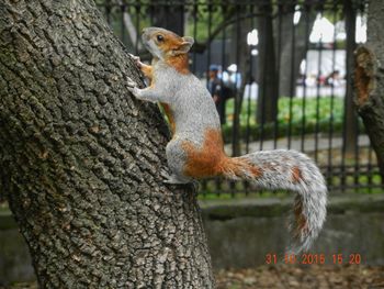 Close-up of squirrel on tree trunk