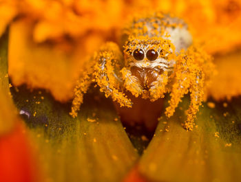 Macro shot of fly on orange flower