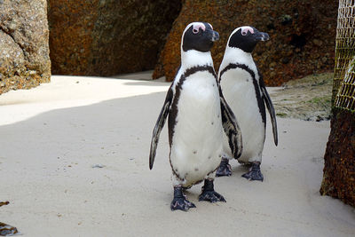 High angle view of penguins on rock