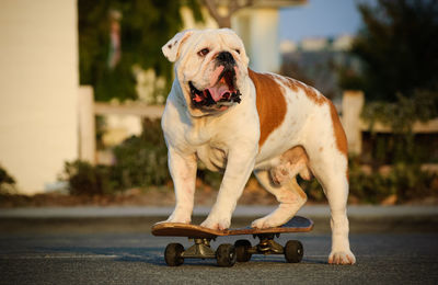 Dog on skateboard