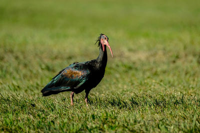Bald ibis geronticus eremita, exotic bird in the nature habitat.