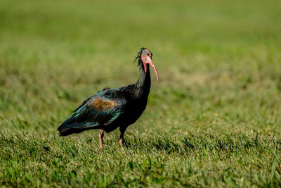 Side view of a bird on grass