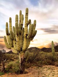 Cactus growing on field against sky during sunset