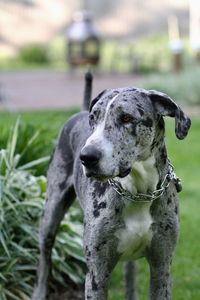 Close-up of dog on field