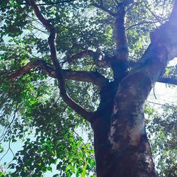 Low angle view of tree in forest against sky