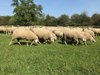 View of sheep on field