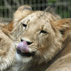 Close-up portrait of lion sticking out tongue at zoo