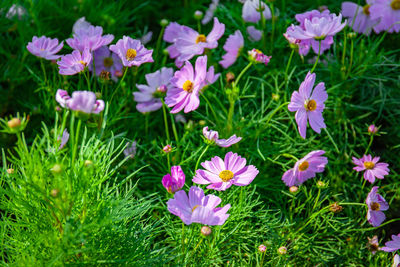 High angle view of purple flowering plants on field