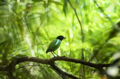 Low angle view of bird perching on branch