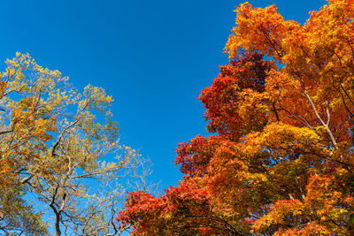 Low angle view of autumnal trees against blue sky