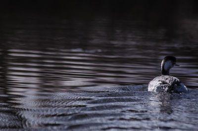 Close-up of duck swimming in lake